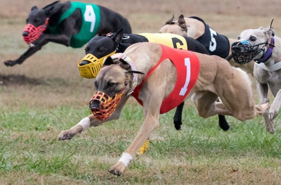 Whippet - The Breed Archive