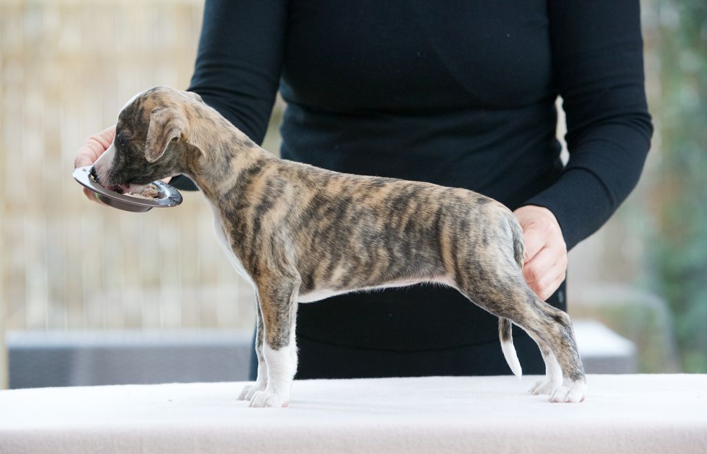 Whippet - The Breed Archive