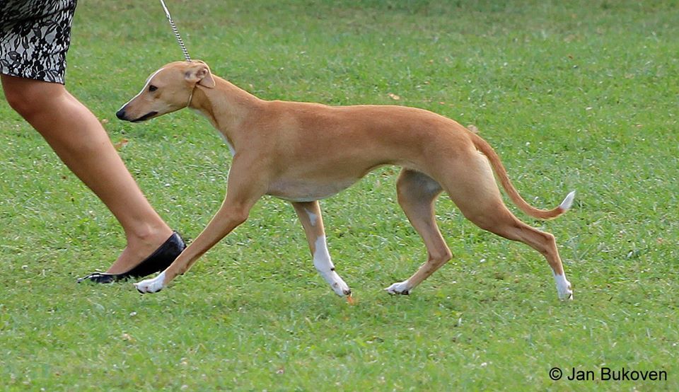 Whippet The Breed Archive