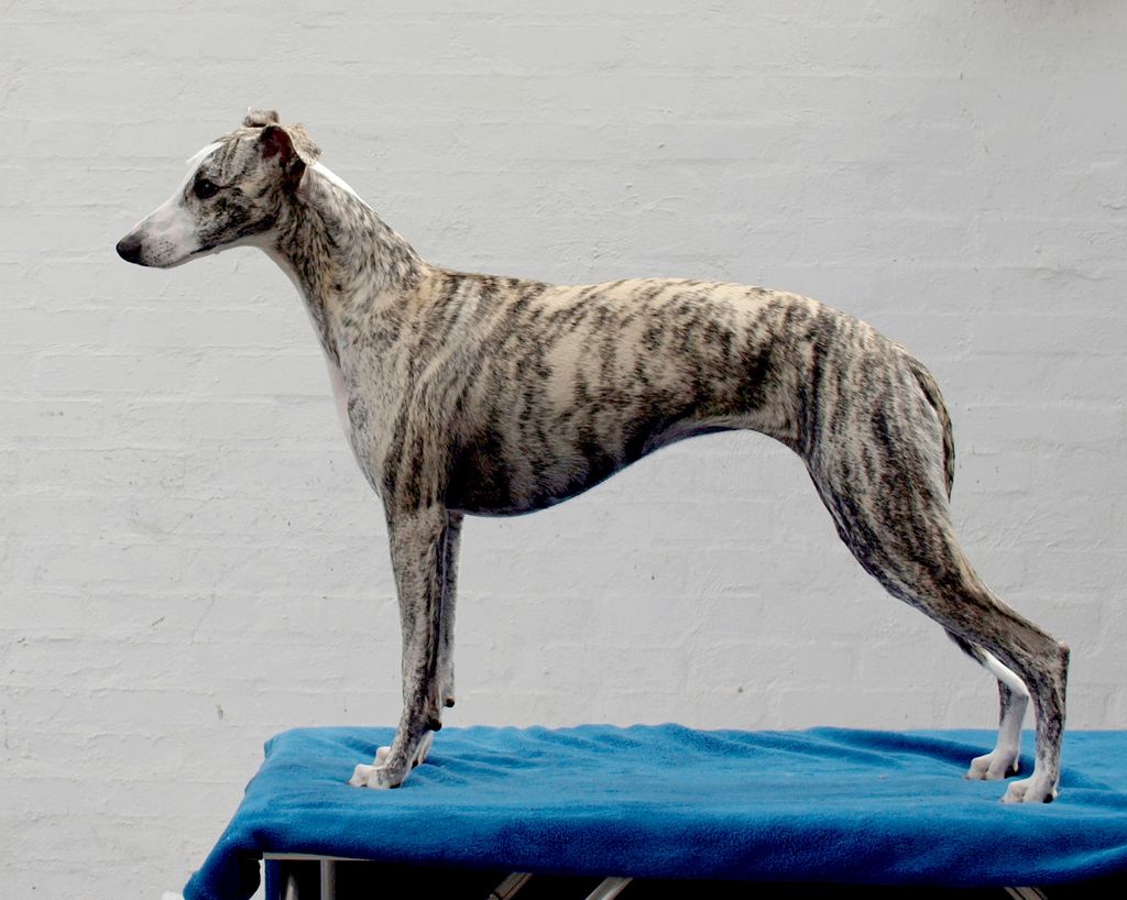 Whippet The Breed Archive