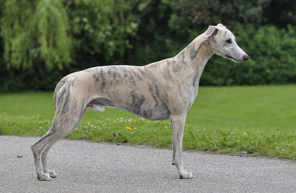 Whippet The Breed Archive