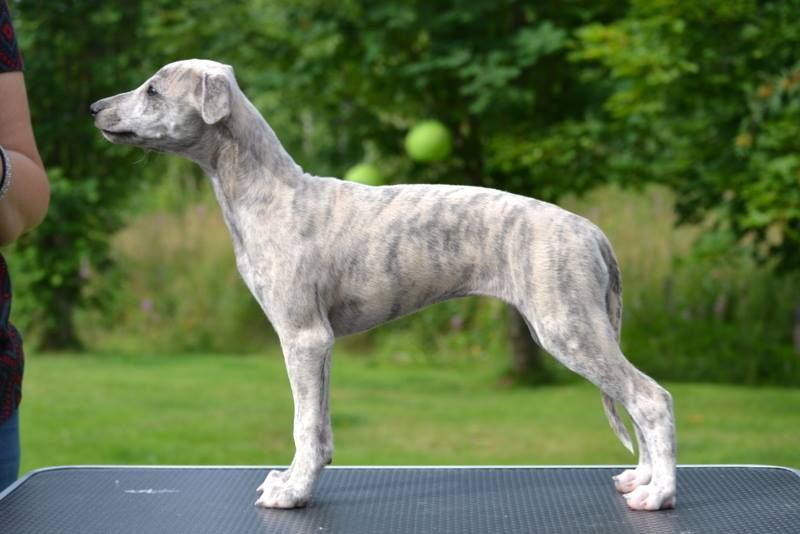 cookies and cream great dane