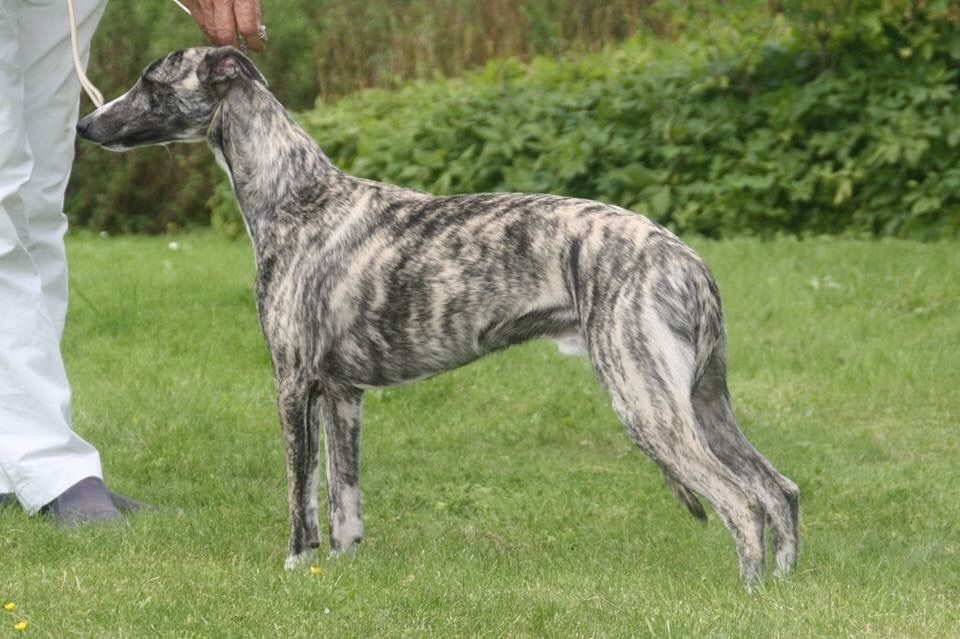 Whippet The Breed Archive