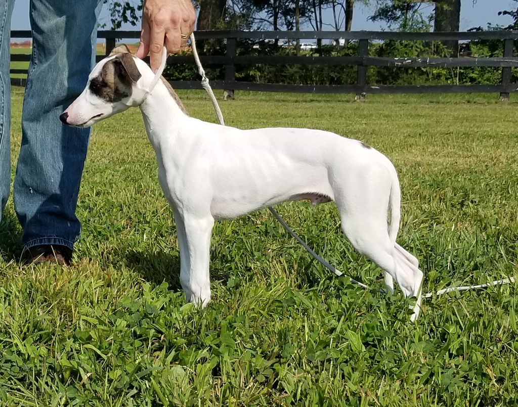 alice sowders whippets