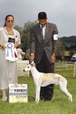 cute puppies doing funny stuff