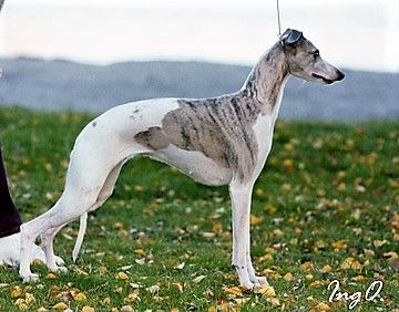 Ing a fashion whippet