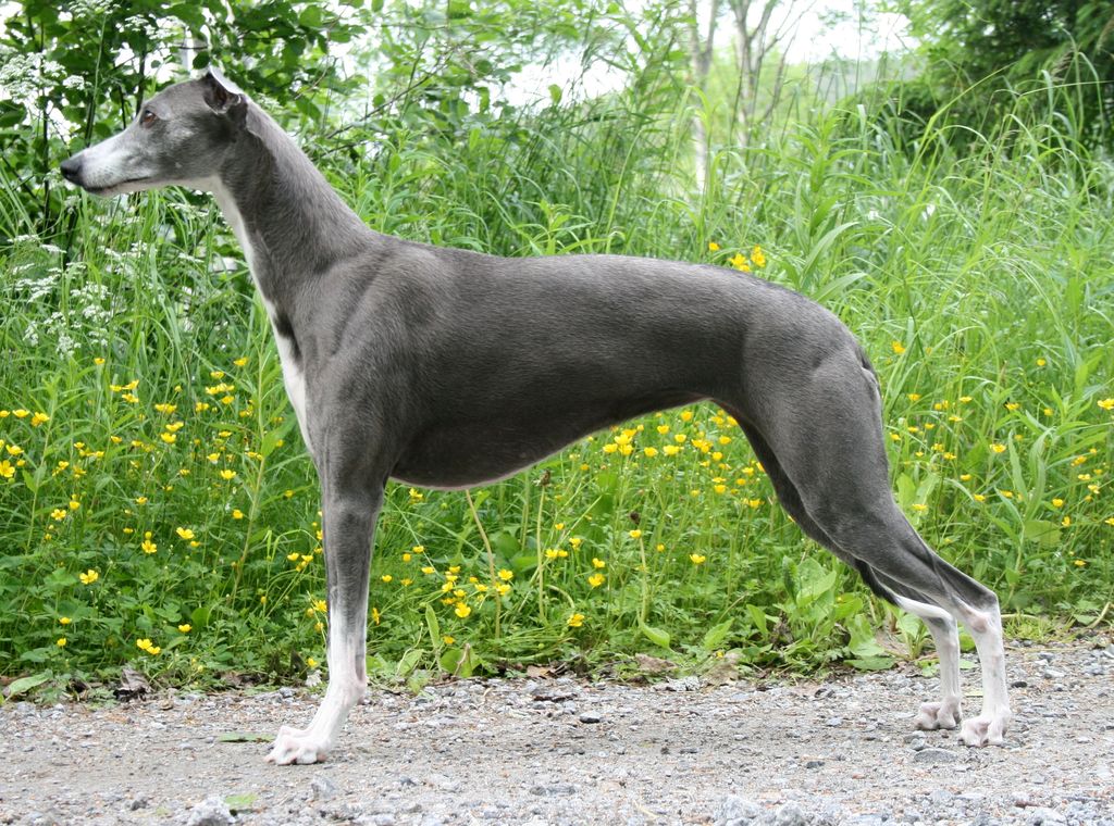 Whippet The Breed Archive