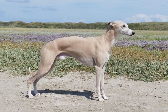 Whippet The Breed Archive