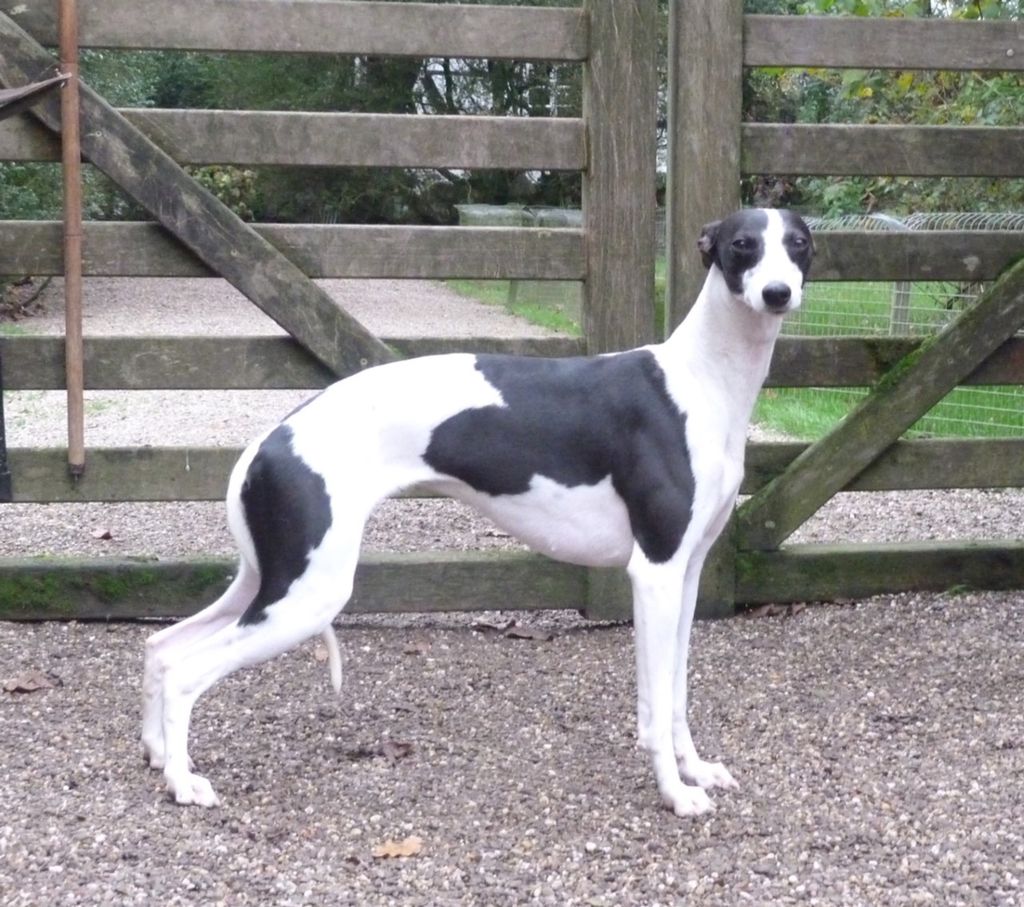 Whippet The Breed Archive
