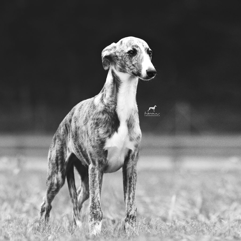 Whippet The Breed Archive