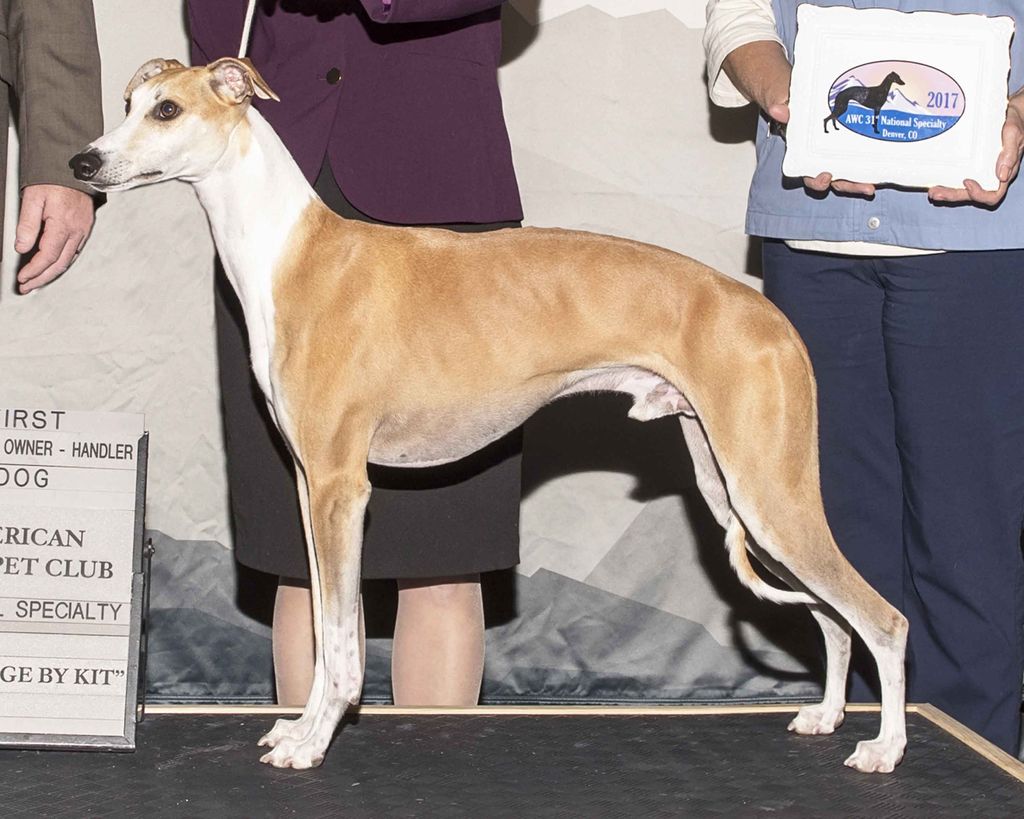 Whippet The Breed Archive
