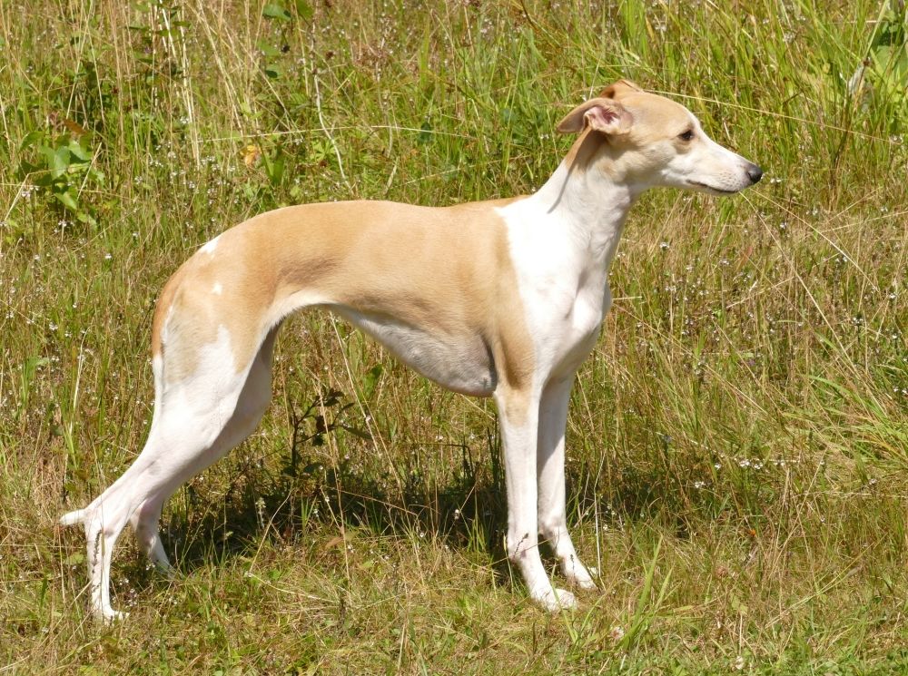 silky whippet