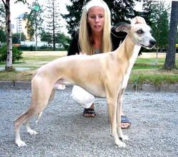 Whippet shoes sales