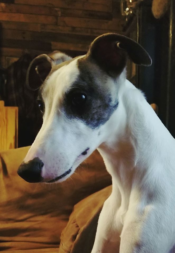 alice sowders whippets