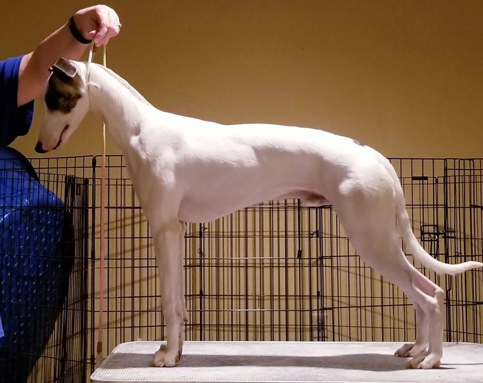 alice sowders whippets