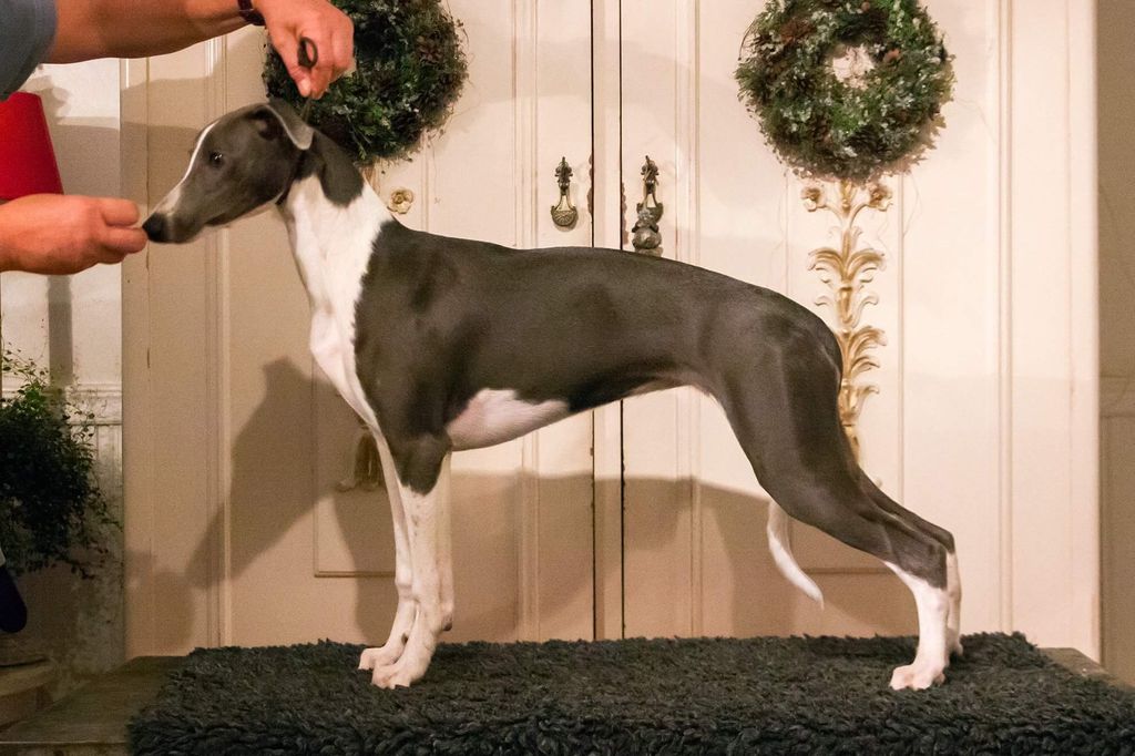 Whippet The Breed Archive