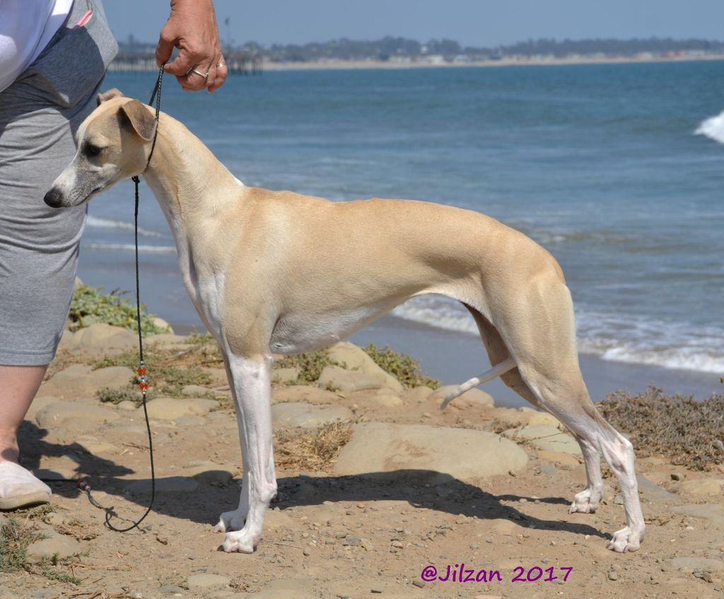 Whippet The Breed Archive
