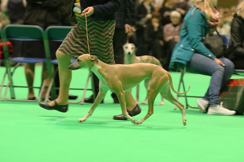 Whippet - The Breed Archive