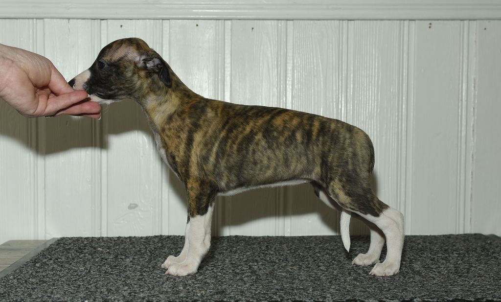dark brindle whippet
