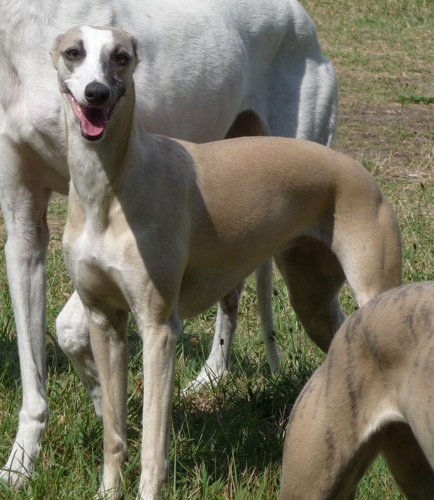 Whippet The Breed Archive