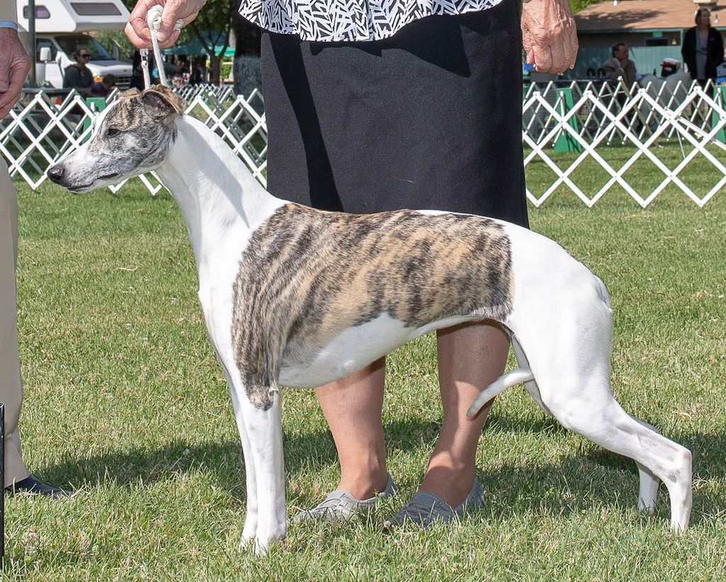 Whippet - The Breed Archive