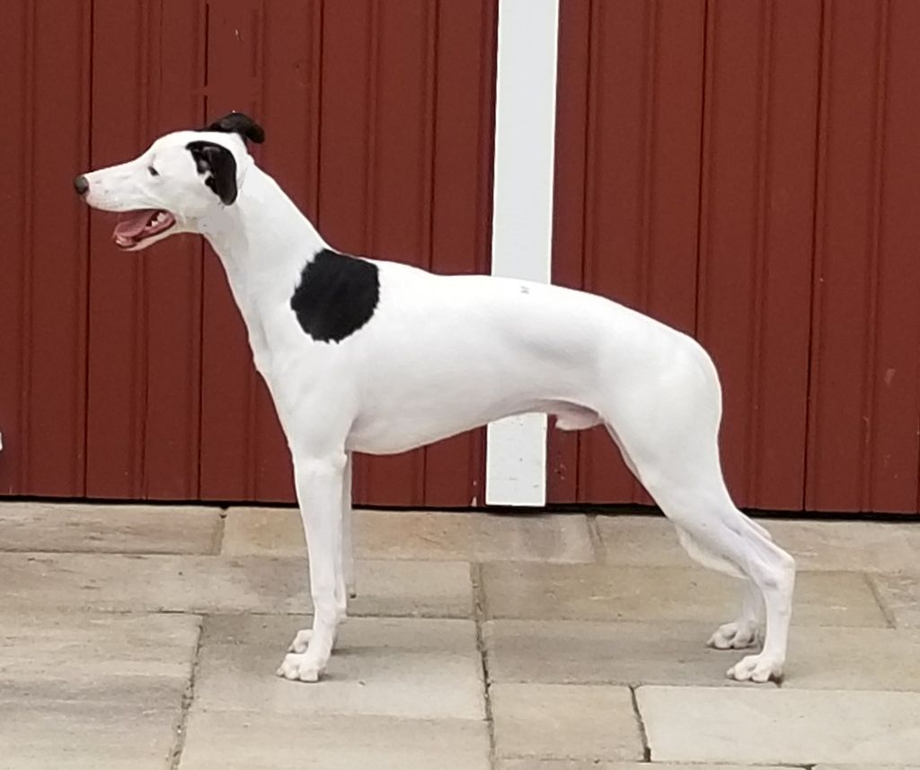 mohr whippets