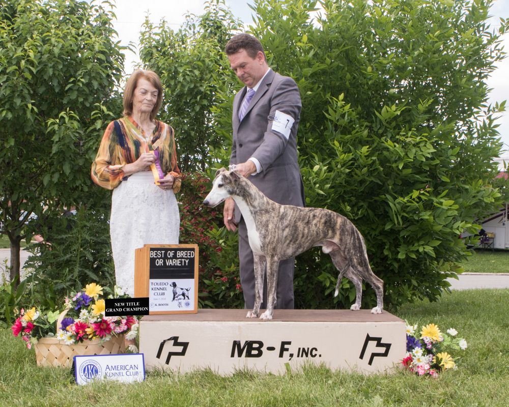 Whippet The Breed Archive