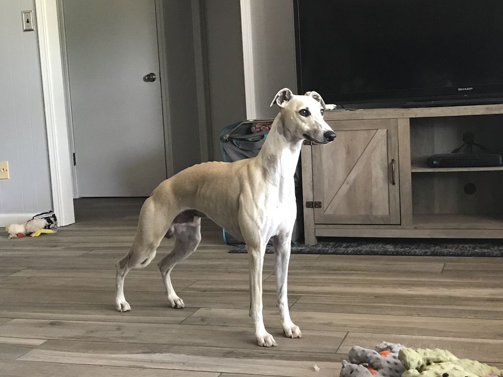 northwind whippets