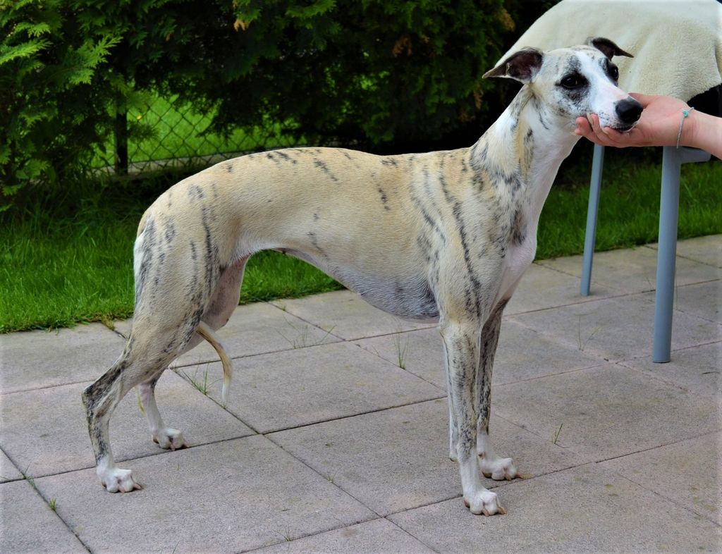 white and brindle whippet