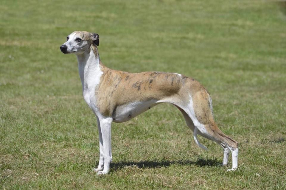 Whippet - The Breed Archive