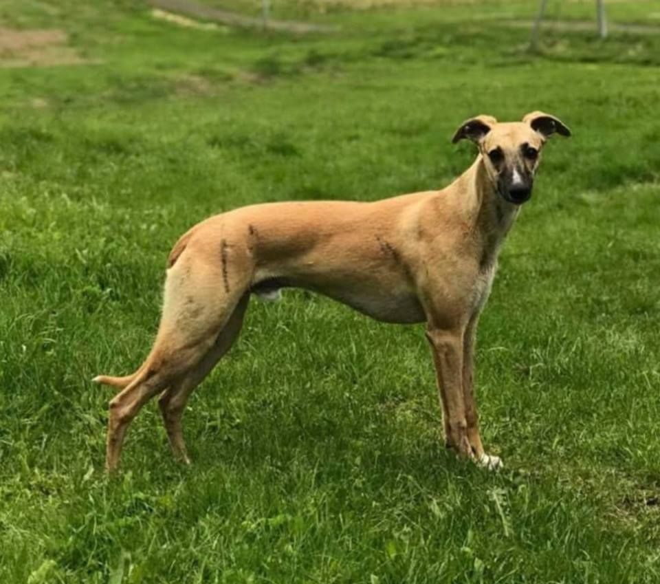 Whippet The Breed Archive