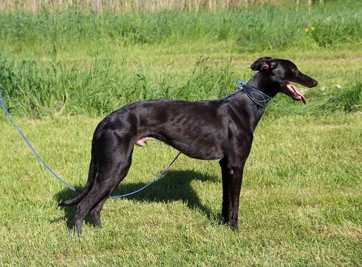 fast company whippets