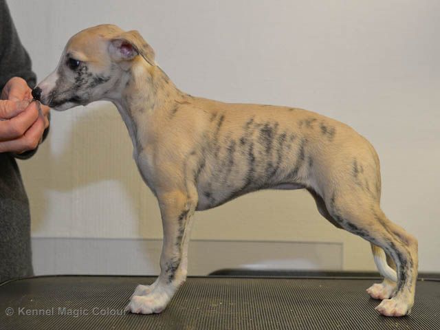 Whippet The Breed Archive