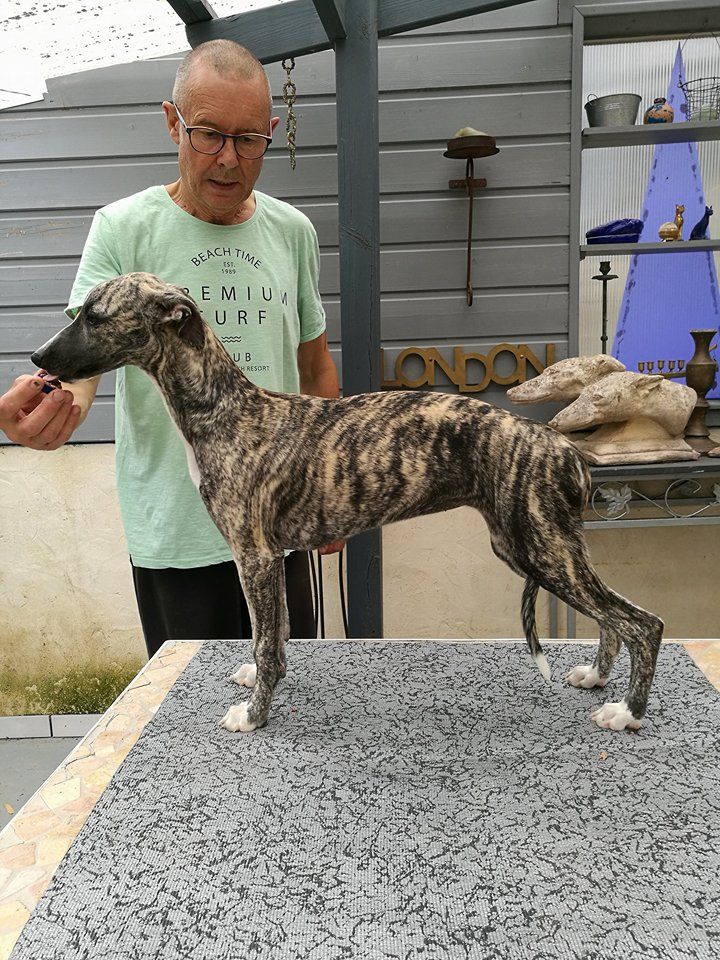 Whippet The Breed Archive