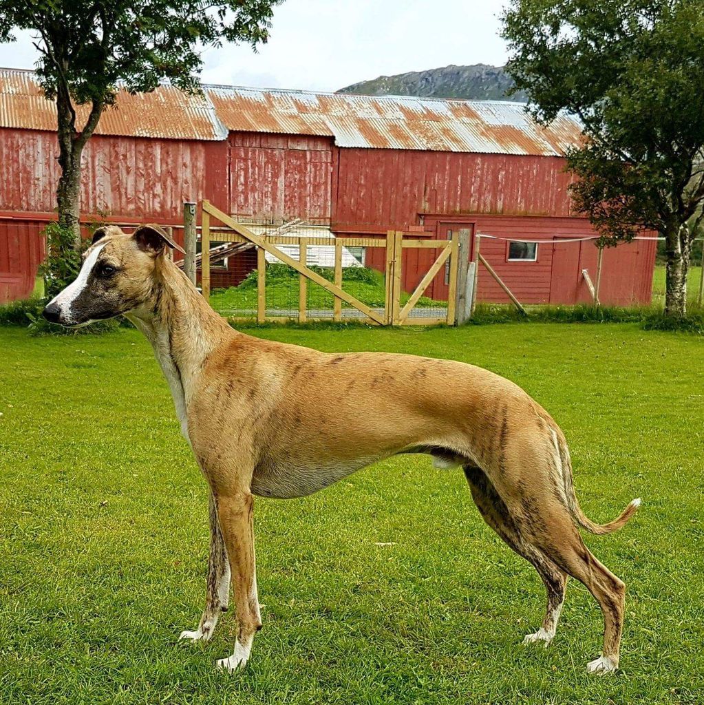 Whippet The Breed Archive