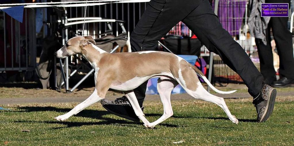 Ridgesetter whippets hot sale