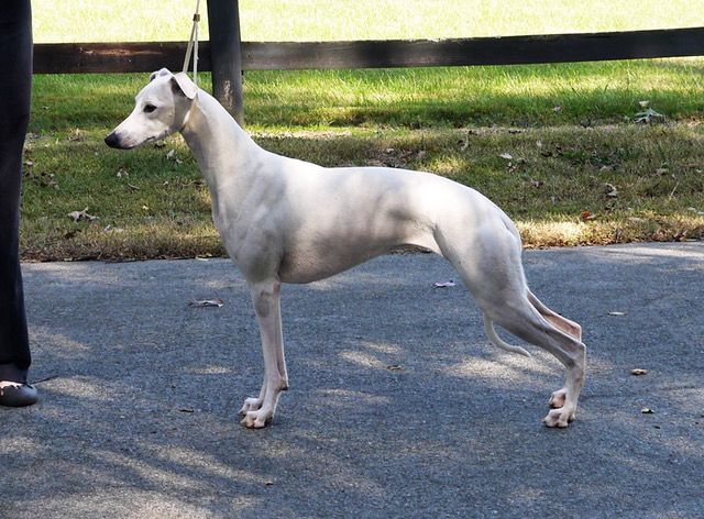 Blonde whippet hot sale