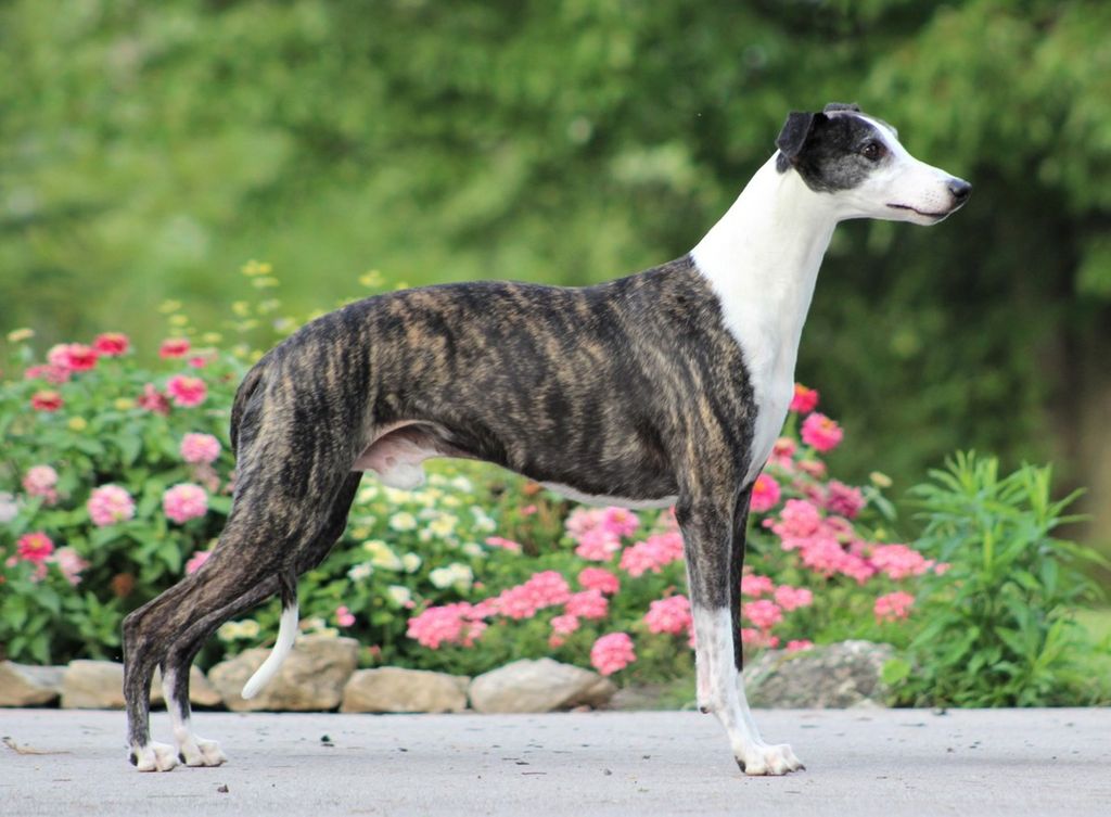 Whippet The Breed Archive