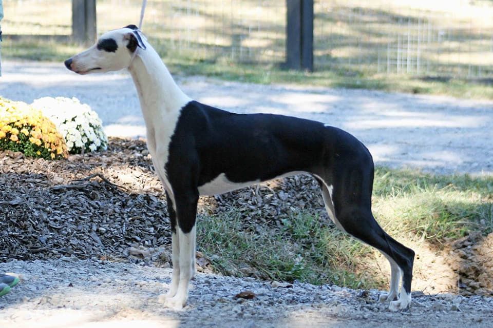 Whippet The Breed Archive