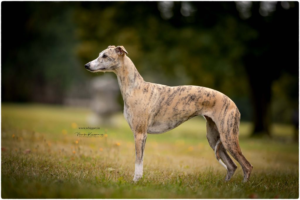 Whippet The Breed Archive