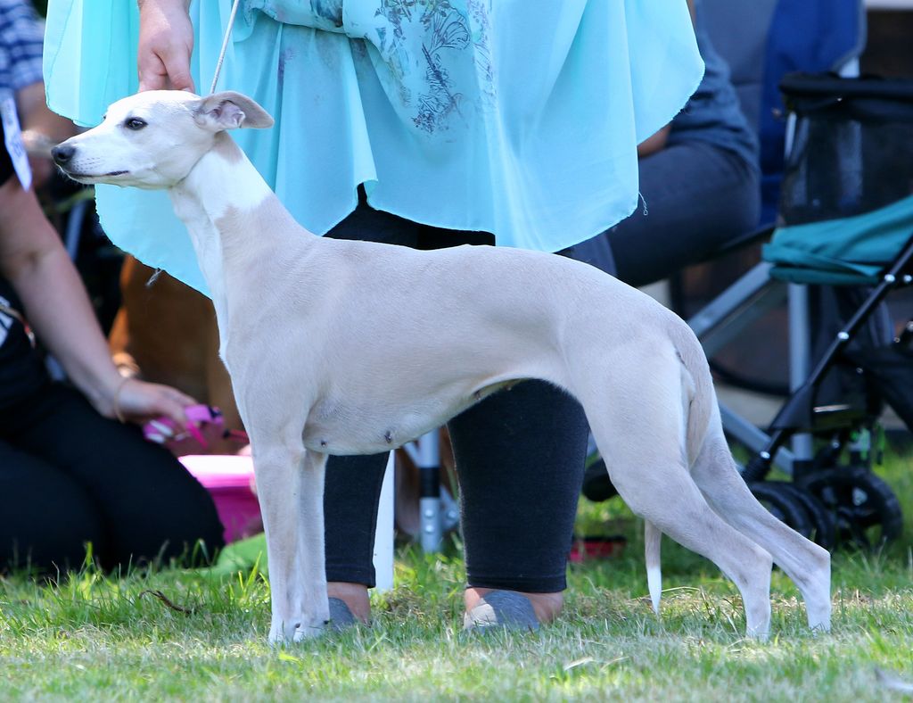 selinko whippets