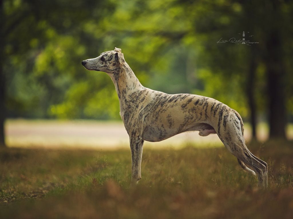 Whippet The Breed Archive