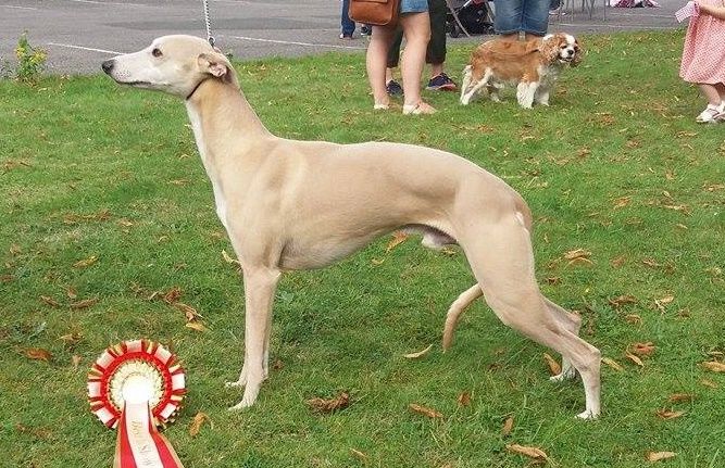 selinko whippets