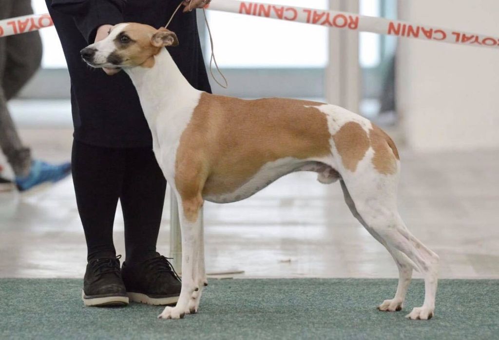 Royal canin outlet whippet