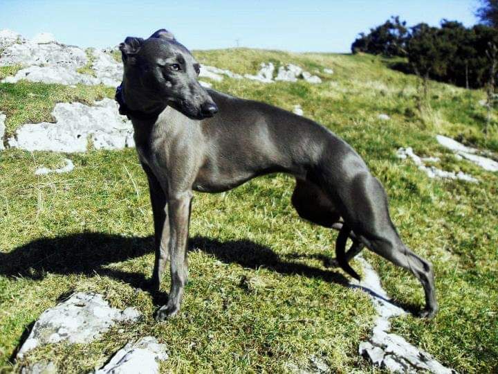 cheeky little whippets