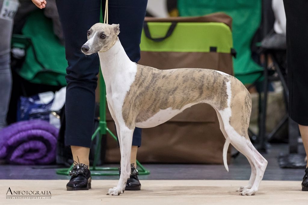 Whippet The Breed Archive