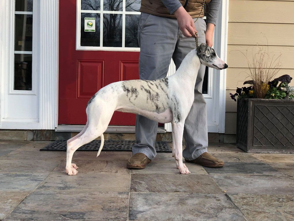 Whippet The Breed Archive