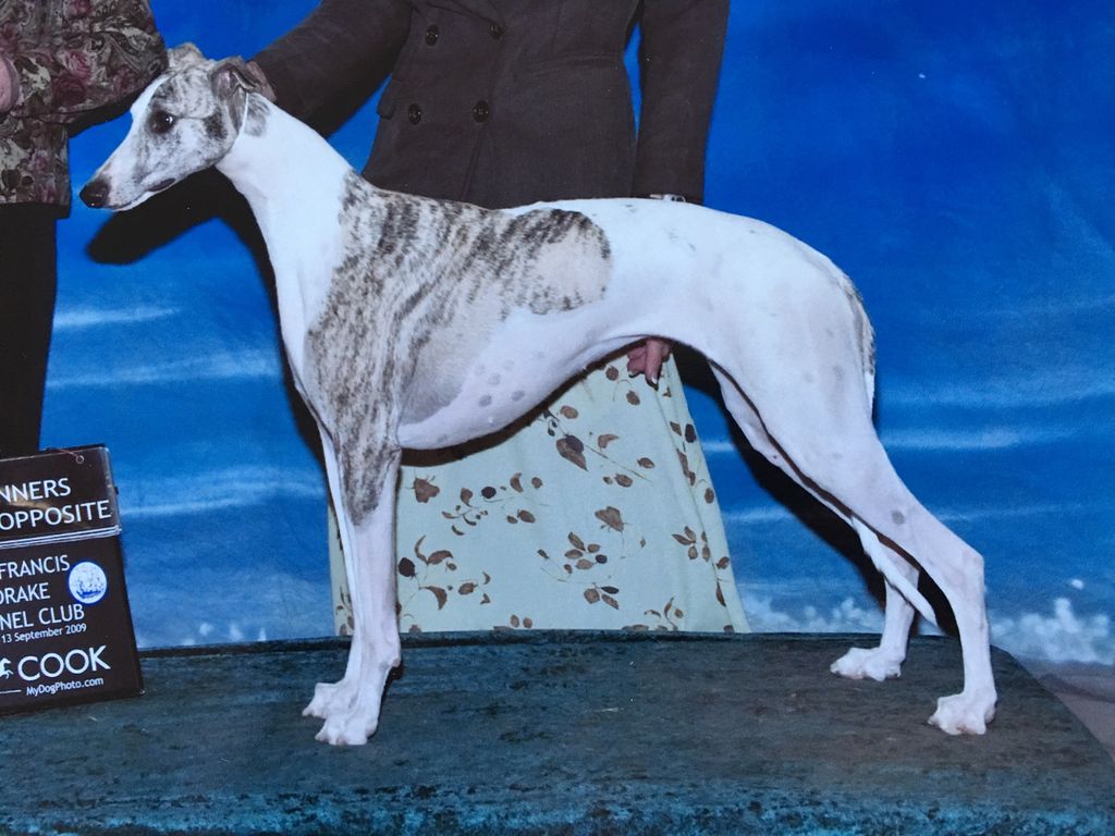 Crestfield whippets sale