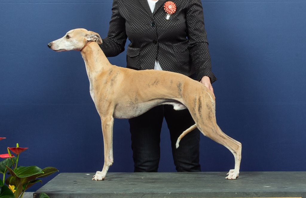 Whippet The Breed Archive