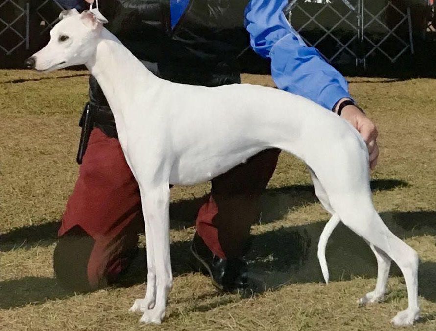 Whippet The Breed Archive